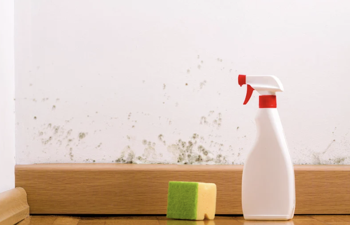 Why DIY Mold Removal Doesn’t Work: Trust the Experts at Pro4mance